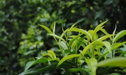 【說茶】茶樹知識知多少 | 茶樹的“四喜四怕”_其它_網