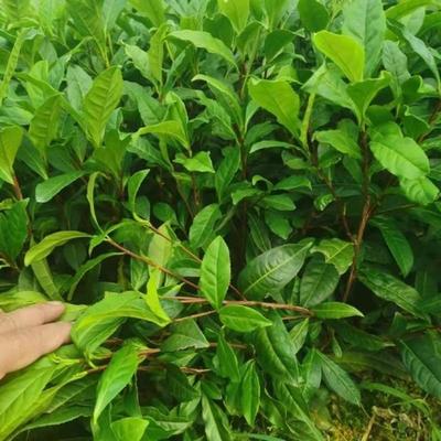 [中茶108茶苗批發]福建寧德福安市茶樹苗 0.10元/棵福云六 _ 一畝田