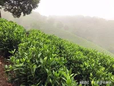 從3個方面講述茶樹的傳播,傳播的過程,就是茶葉發展的過程