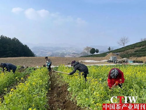 貴州沿河 栽種古茶樹(shù)實(shí)驗(yàn)苗 助力茶產(chǎn)業(yè)提質(zhì)增效