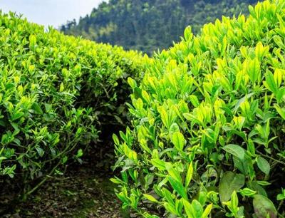 茶樹(shù)葉子出現(xiàn)干枯、脫落,要有好的土質(zhì),會(huì)大大提高山茶葉的品質(zhì)