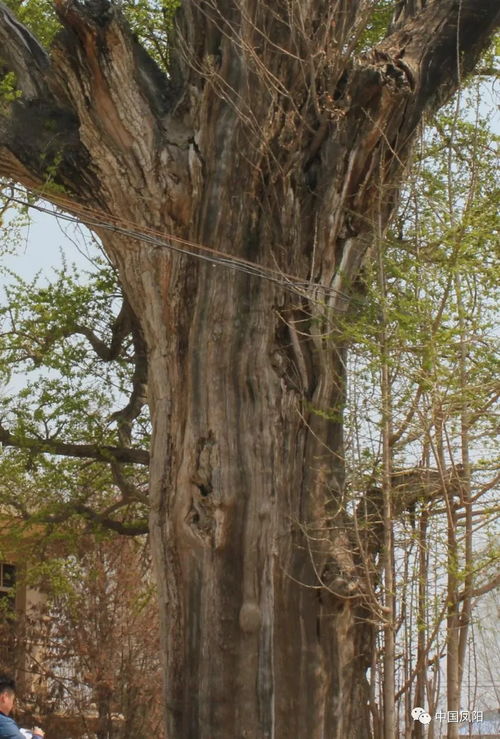 雷電 火燒 傳說(shuō)......千百年屹立不倒,這么多傳奇古樹(shù),最大的生在唐朝,最小的生在明朝