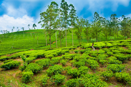 茶葉種植園景觀