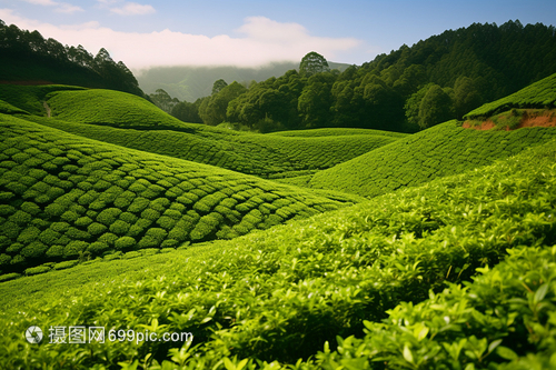 山坡中種植的茶樹(shù)