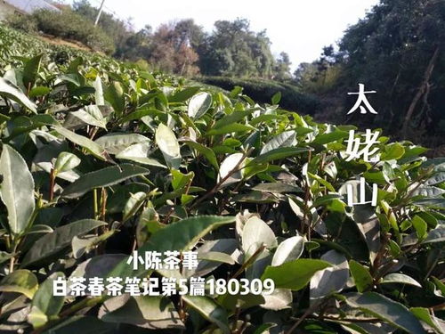 移植,荒野白茶樹(shù)之殤