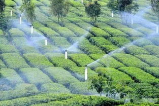 首次登月成功,可以在月球種茶嗎