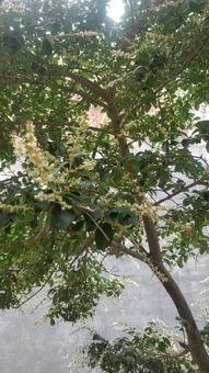 這是什么茶樹(shù)