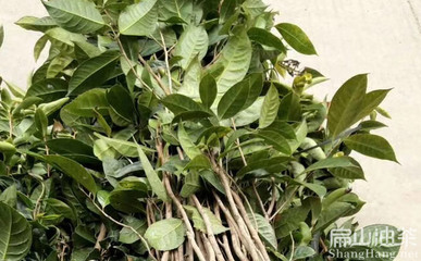 福建省泉州紅花大果矮化油茶苗種植示范基地賣(mài)多少錢(qián)一珠-扁山兔業(yè)