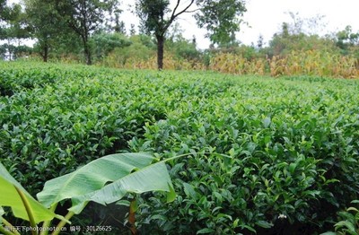 大葉種茶樹圖片素材