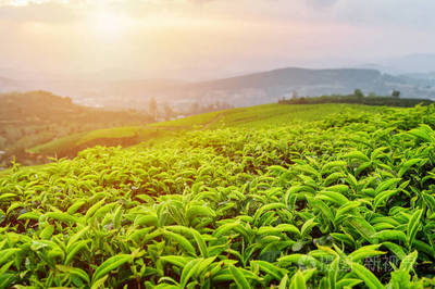 夕陽下茶樹園的風(fēng)景茶葉