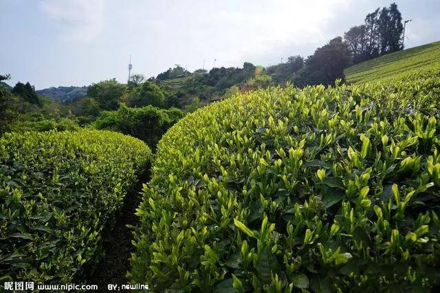 賀開普洱茶有什么特點(diǎn)?古樹茶山現(xiàn)如今分布情況怎么樣?_茶樹