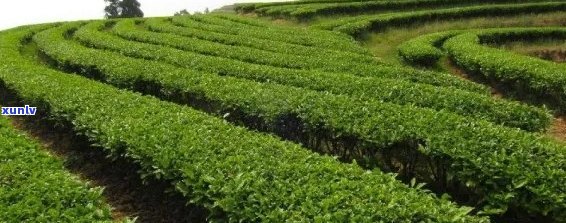 北方茶樹種植技術(shù):普洱茶的北上之路