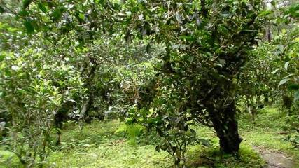 【第95篇】景邁山茶,蘭花香,螃蟹腳!