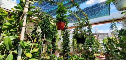 32歲小伙,在1公頃的花園種植山茶樹,每月賺取100000元