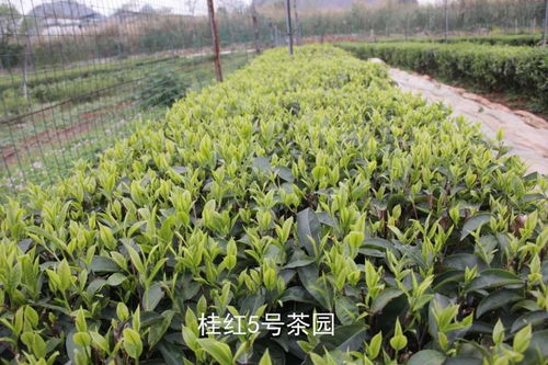 廣西茶葉科學(xué)研究所三個(gè)茶樹品種獲農(nóng)業(yè)農(nóng)村部非主要農(nóng)作物品種登記