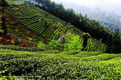 茶樹地
