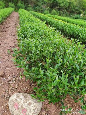 福建武夷學(xué)院茶樹種質(zhì)資源圃(部分常見的茶樹品種,你知道多少)