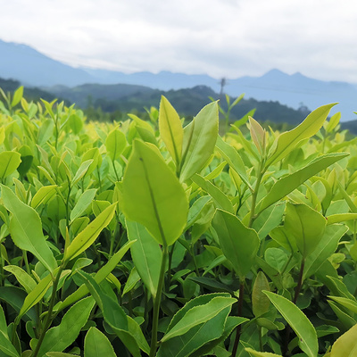 [茶樹苗批發(fā)]福建寧德福安市茶樹苗 0.33元/棵郁金香茶樹苗 _ 一畝田
