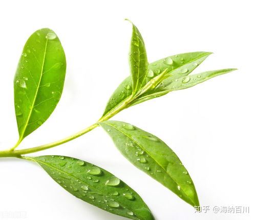 怎樣區別大 中小 葉種茶樹 形態結構 成分口感 品質各不同