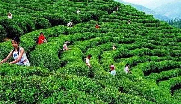 大批普洱古茶樹:死得實在很冤枉!