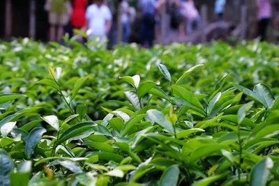 中科茗創茶樹花:這十條茶葉知識,95%的茶友都會弄錯 !