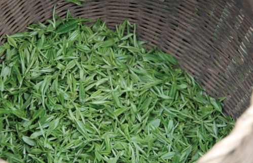 雨前茶,口糧茶 葉一芽