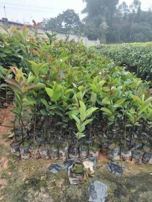 白花油茶 白花茶籽山茶油茶樹苗南方種植 大果白花油茶樹苗
