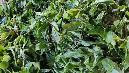 眾籌丨100斤普洱才出5兩的碎銀子茶,稀有 好喝 耐泡