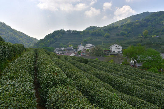 龍井茶園