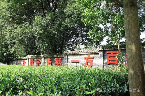 芮淋探國家大葉茶樹種質資源圃 勐海