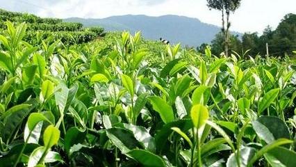 為什么茶樹大都生長在南方?茶樹在北方能種植嗎?