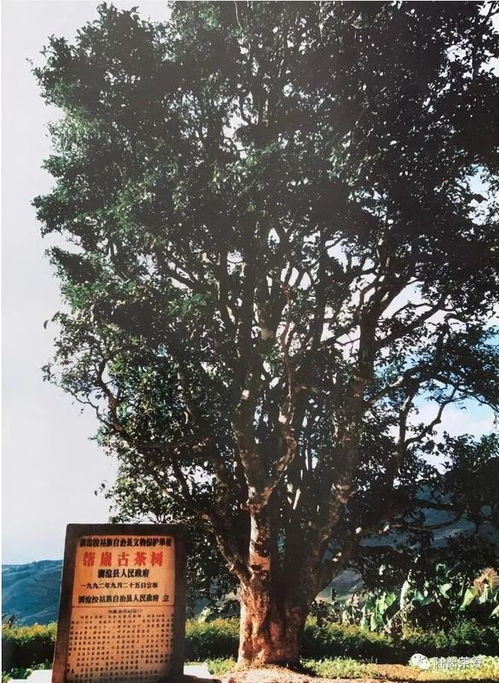 印度阿薩姆邦的野生茶從何而來 為什么會被認定為茶的獨立起源地