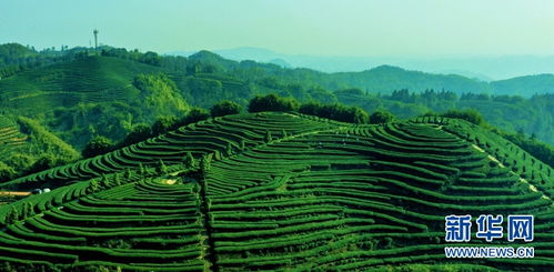 瀘州市納溪區(qū)特早茶抽新芽 茶農采茶忙