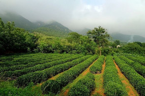 泰山女兒茶茶園種植基地