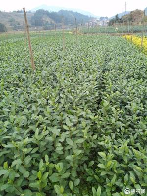 [福云6號茶樹苗福云6號茶樹苗 基地直供大量價格0.17株