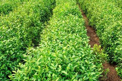 種茶樹賺錢嗎?茶樹種植的利潤與投資成本及前景預測