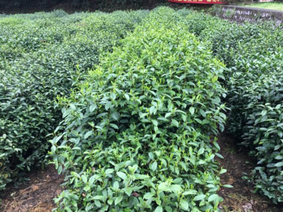 龍井茶好喝,茶樹有幾種?帶你探秘國家茶樹種質資源圃,認識龍井家族的奇珍異樹