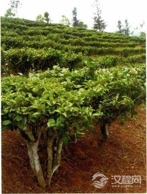 云南茶種灌木茶樹