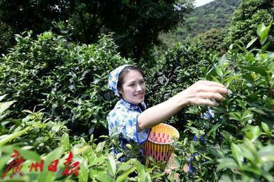 百千萬 "特"有勁 | 山里的老茶樹長出產業(yè)"新芽"