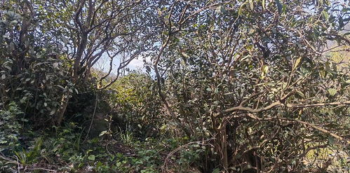 廣元旺蒼縣古茶樹 蘇醒 成為鄉(xiāng)村振興新亮點