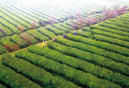 貴州茶樹基地禁用除草劑