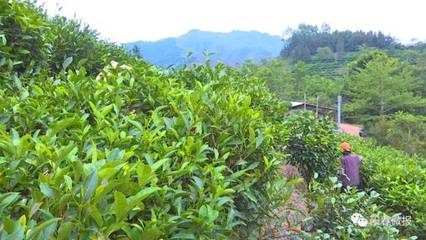 松柏鎮(zhèn)北河茶場:發(fā)展生態(tài)茶產(chǎn)業(yè) 助力鄉(xiāng)村振興