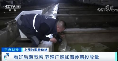 這種海產品一斤猛漲600元 養(yǎng)它,還能接著賺錢嗎