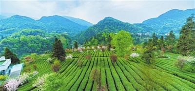 峨眉山茶之韻