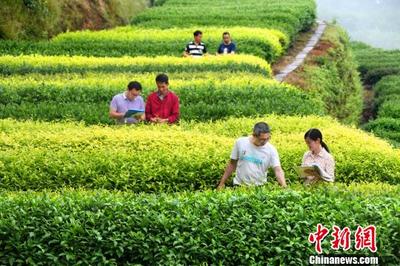 融入“一帶一路” 福建茶樹種業(yè)續(xù)寫新傳奇