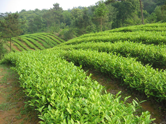 劍門綠茶 100g裝優(yōu)級茗毫 2022年新茶葉  江浙滬包郵 常熟特產(chǎn)