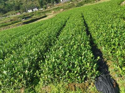 [茶樹高度20厘米茶樹 0.40元/株 若干株 苗木通