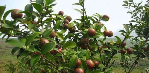 山茶籽樹如何管理才能優(yōu)質(zhì)高產(chǎn) 農(nóng)民種植油茶樹要注意些什么