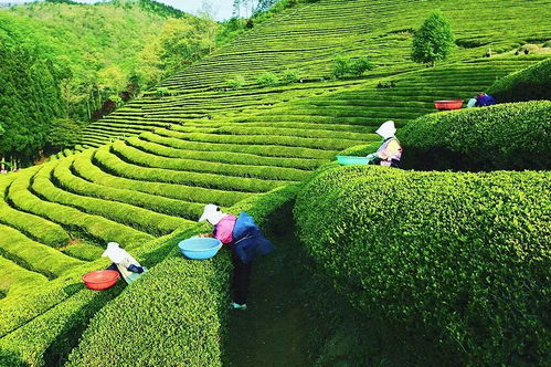 世界茶產(chǎn)業(yè)大觀6 小而精 的韓國茶產(chǎn)業(yè)