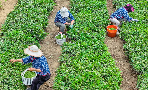 南茶北引傳承創(chuàng)新 茶產(chǎn)業(yè)賦能鄉(xiāng)村振興